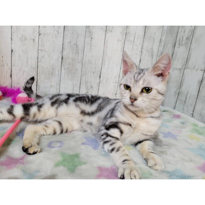 販売中の三重県のアメリカンショートヘア-136490の3枚目