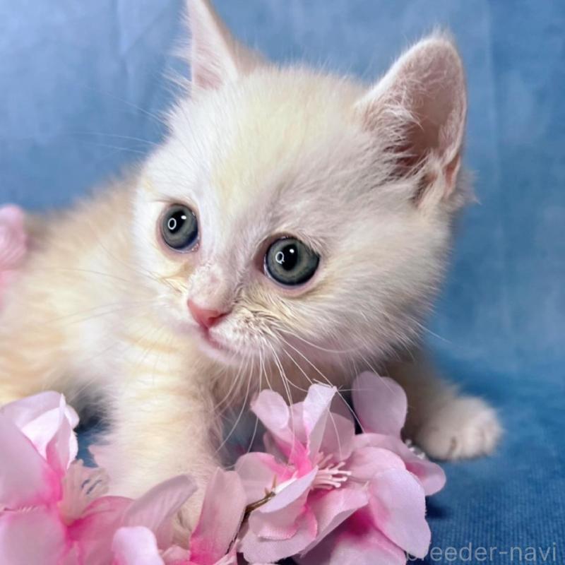 販売中の千葉県のミヌエット(短足)-136489の6枚目