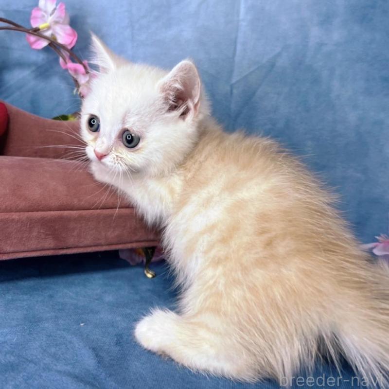 販売中の千葉県のミヌエット(短足)-136489の5枚目