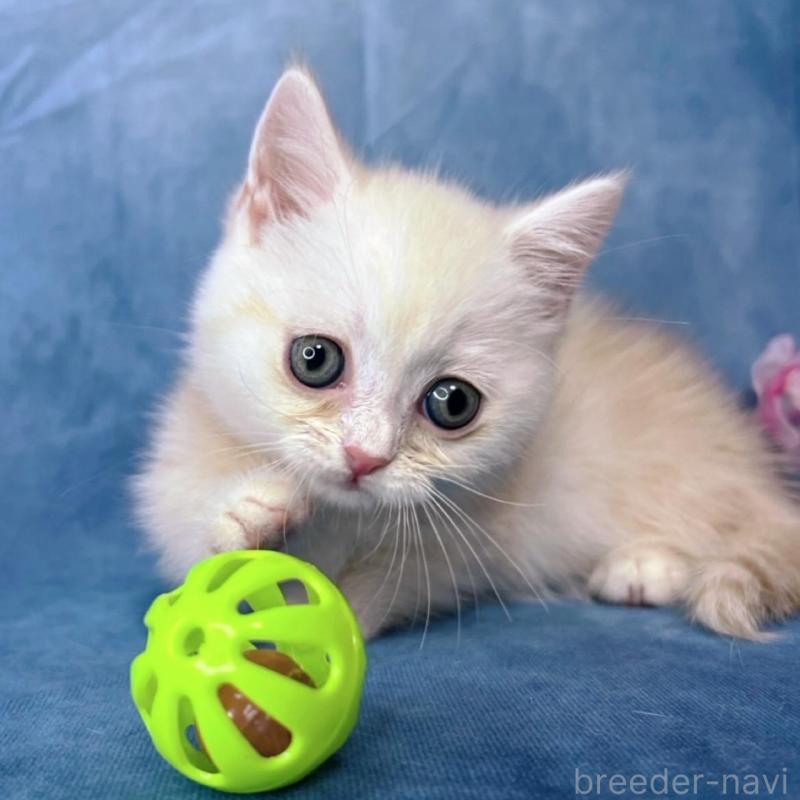 販売中の千葉県のミヌエット(短足)-136489の4枚目