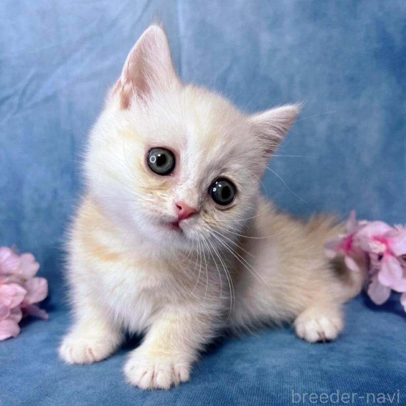 販売中の千葉県のミヌエット(短足)-136489の3枚目