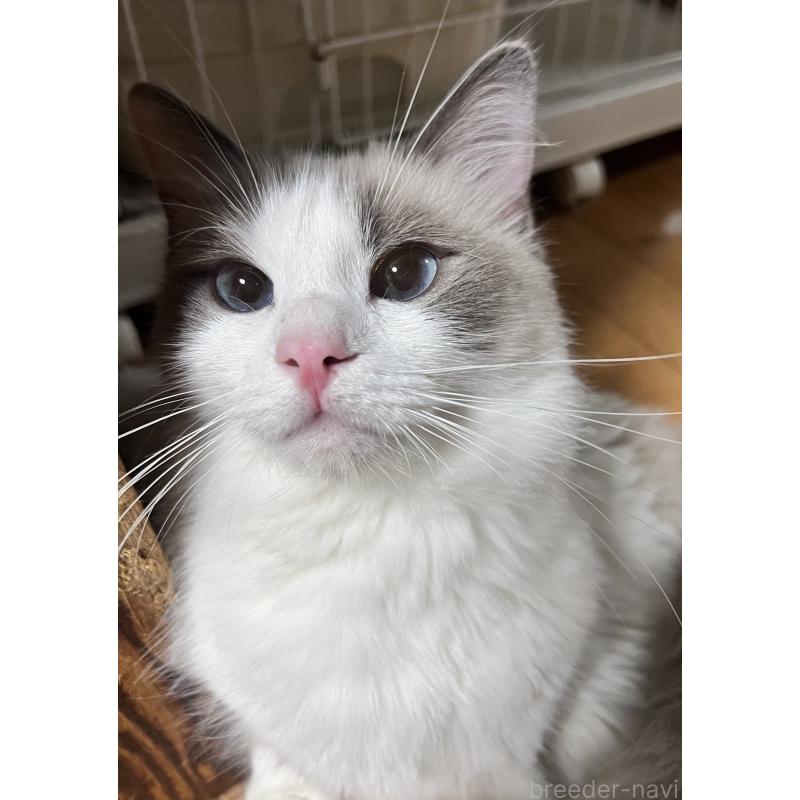 販売中の大阪府のラグドール-136491