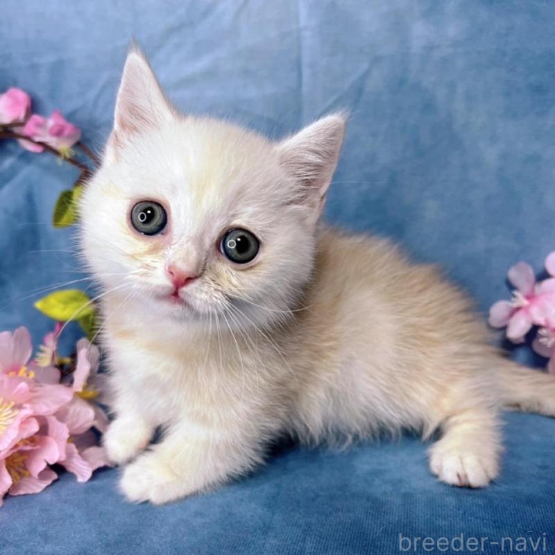 販売中の千葉県のミヌエット(短足)-136489の2枚目