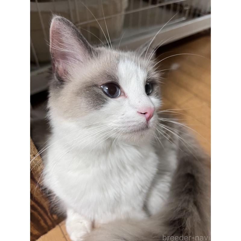 販売中の大阪府のラグドール-136491の6枚目