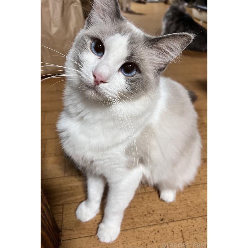 販売中の大阪府のラグドール-136491の4枚目