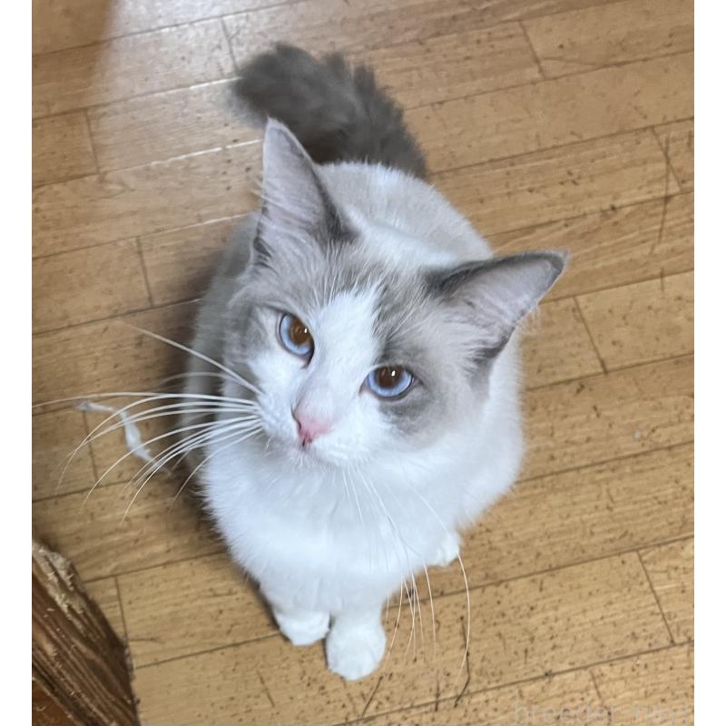 販売中の大阪府のラグドール-136491の3枚目