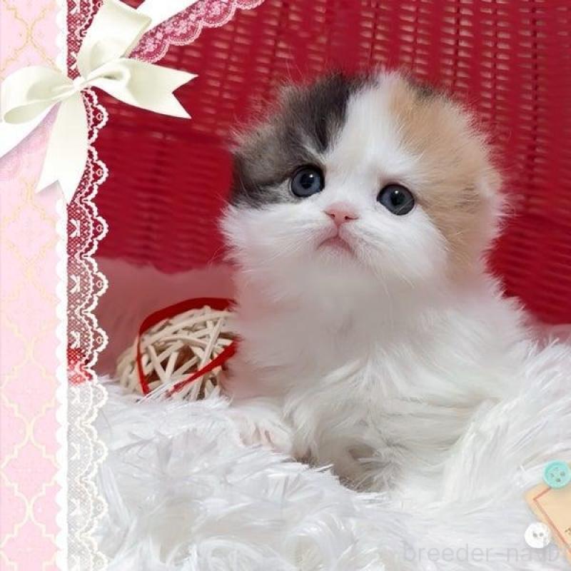 販売中の愛媛県のスコティッシュフォールド(折れ耳)-136493の1枚目