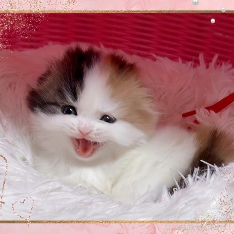 販売中の愛媛県のスコティッシュフォールド(折れ耳)-136493の5枚目