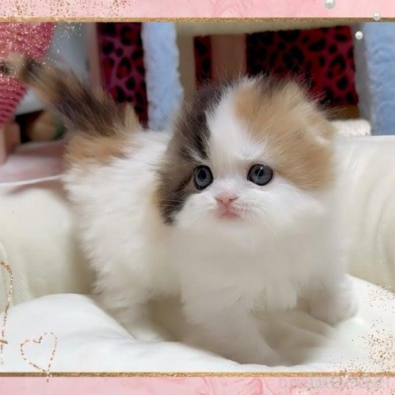 販売中の愛媛県のスコティッシュフォールド(折れ耳)-136493の4枚目