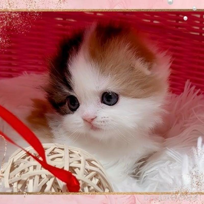 販売中の愛媛県のスコティッシュフォールド(折れ耳)-136493の3枚目