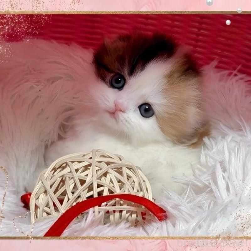 販売中の愛媛県のスコティッシュフォールド(折れ耳)-136493の2枚目