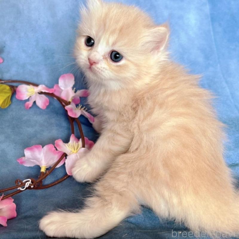 販売中の千葉県のサイベリアン-136495の6枚目