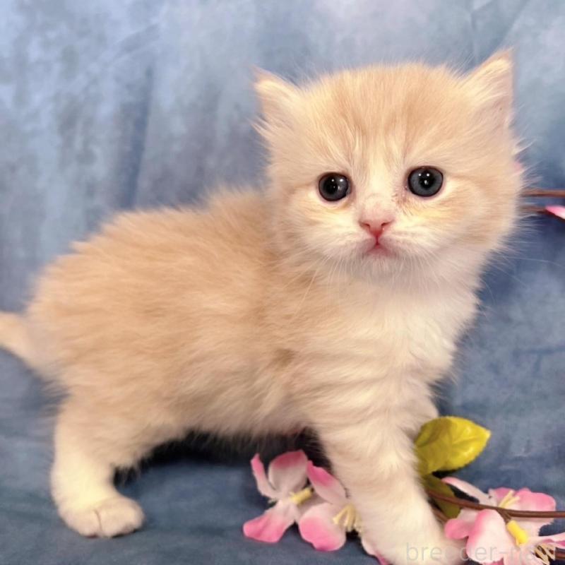 販売中の千葉県のサイベリアン-136495の5枚目