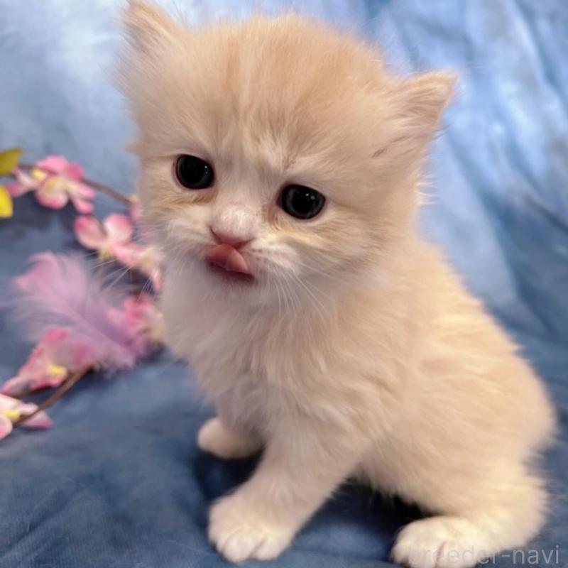 販売中の千葉県のサイベリアン-136495の3枚目