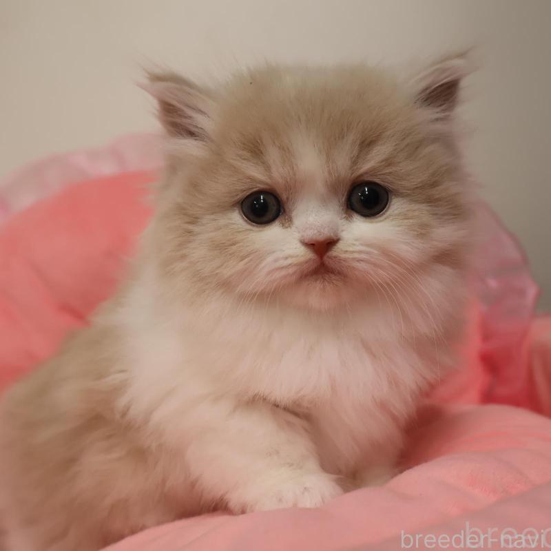 販売中の東京都のスコティッシュフォールド-136496の1枚目