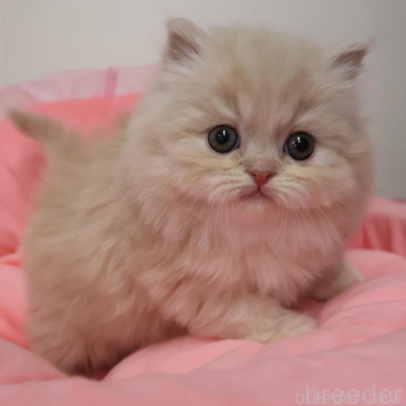 販売中の東京都のスコティッシュフォールド-136497の1枚目