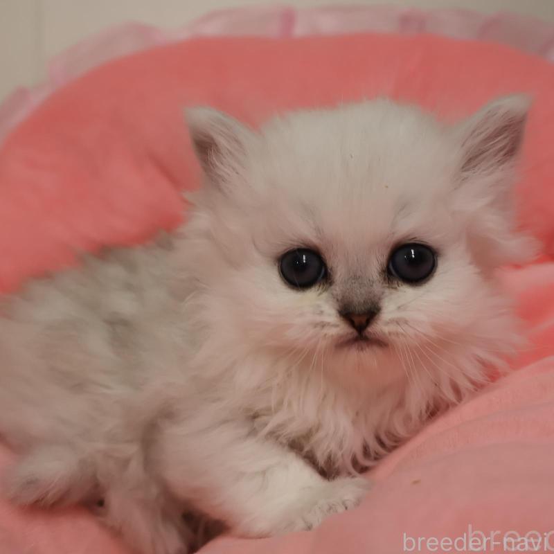 販売中の東京都のペルシャ(チンチラ)-136501