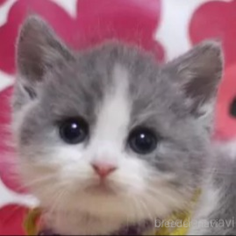 販売中の東京都のマンチカン-136502の3枚目