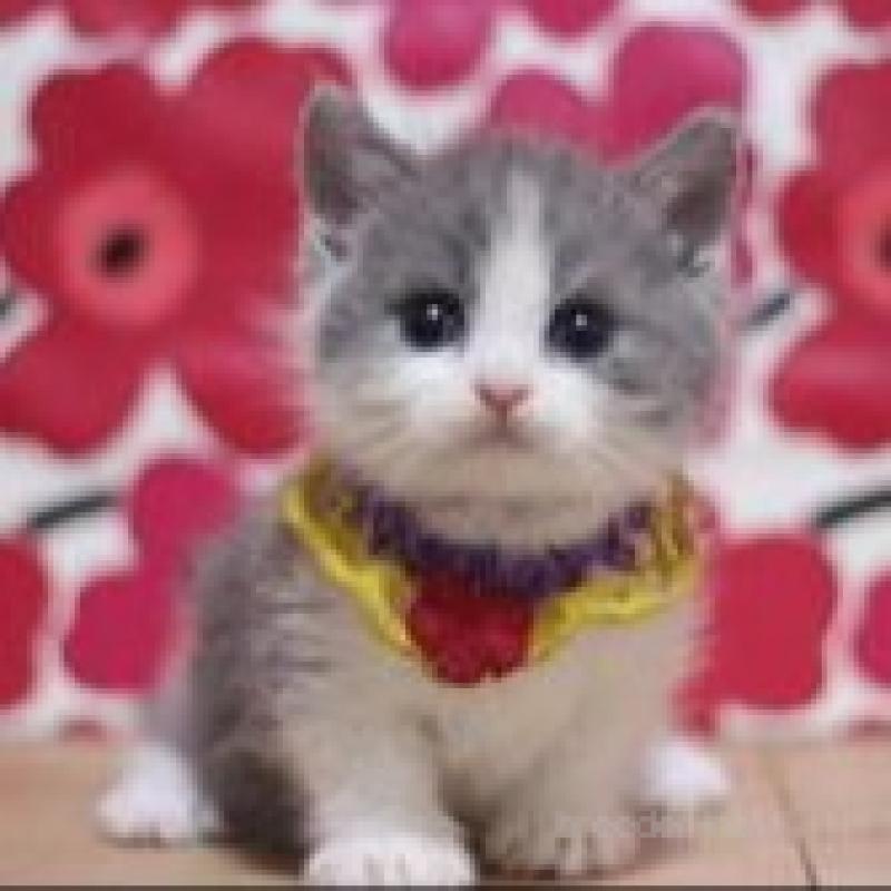 販売中の東京都のマンチカン-136502の2枚目