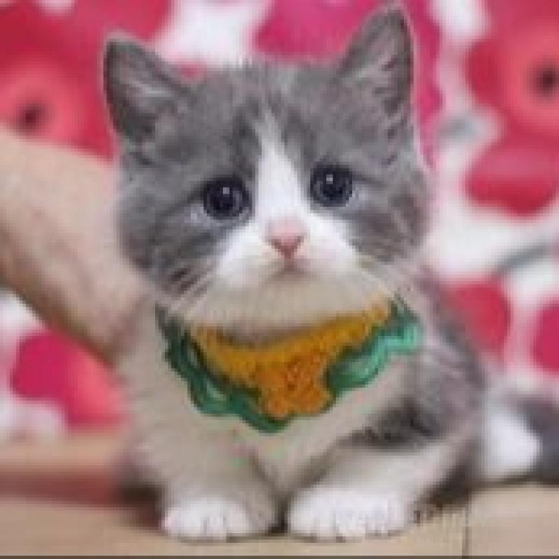 販売中の東京都のマンチカン(短足)-136503の2枚目