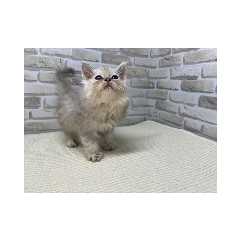 販売中の埼玉県のサイベリアン-136504の4枚目