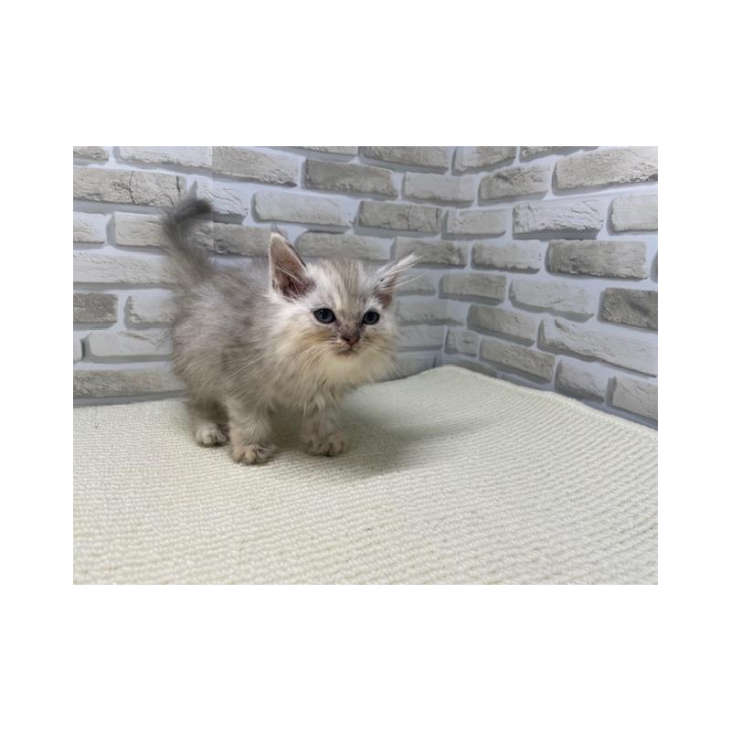 販売中の埼玉県のサイベリアン-136504の3枚目