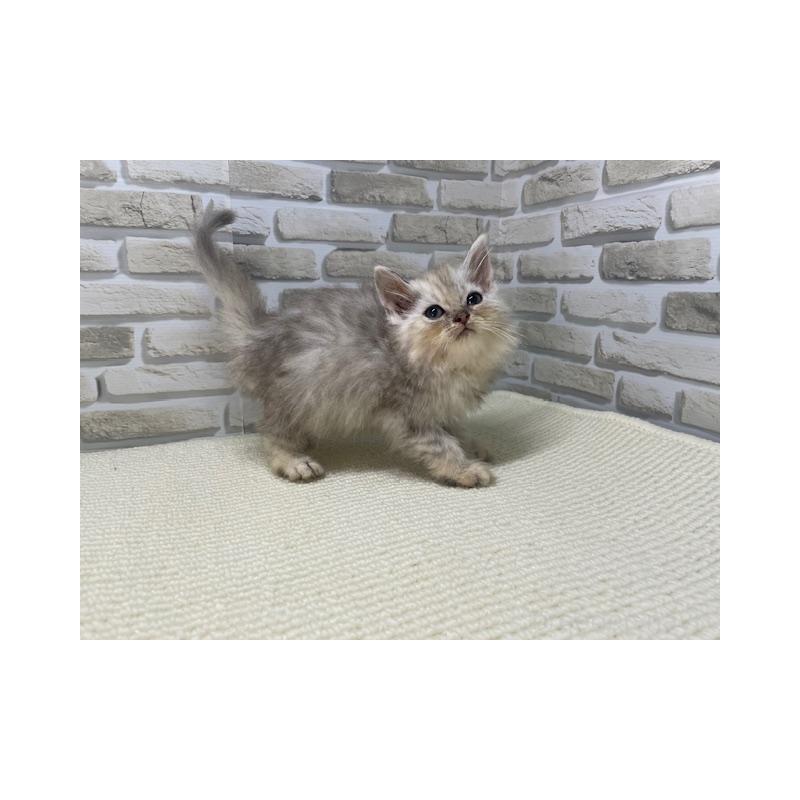 販売中の埼玉県のサイベリアン-136504の2枚目