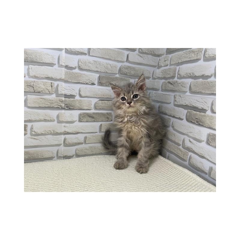 販売中の埼玉県のサイベリアン-136505の4枚目