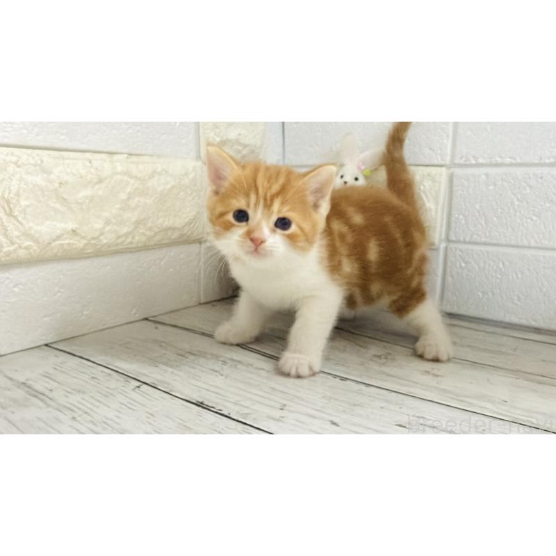 販売中の埼玉県のマンチカン-136508の1枚目