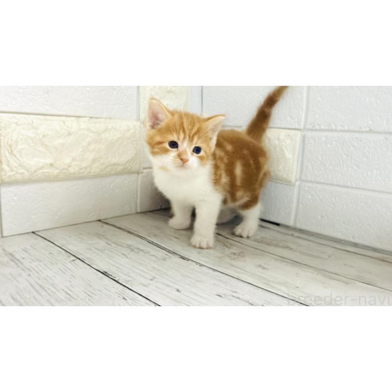 販売中の埼玉県のマンチカン-136508の14枚目