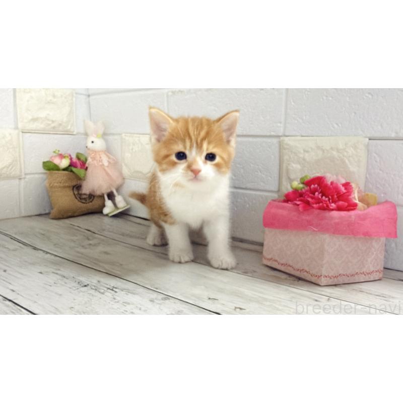 販売中の埼玉県のマンチカン-136508の13枚目