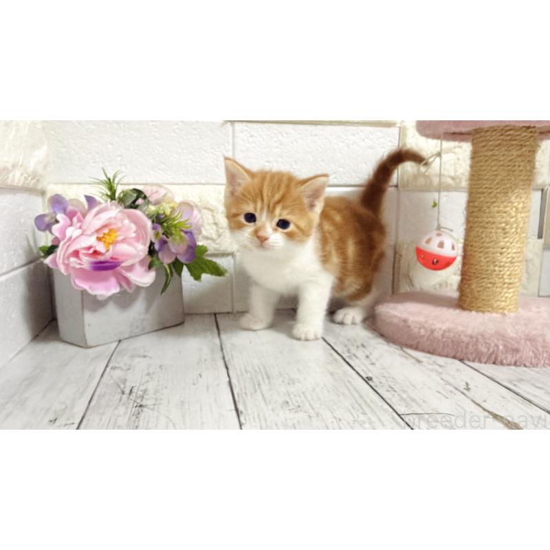 販売中の埼玉県のマンチカン-136508の12枚目