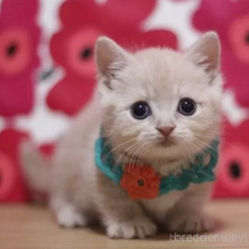 販売中の東京都のマンチカン-136506の2枚目