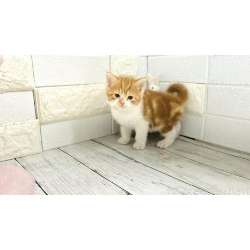 販売中の埼玉県のマンチカン-136508の11枚目