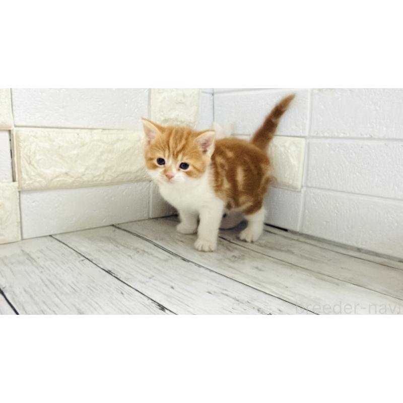 販売中の埼玉県のマンチカン-136508の10枚目