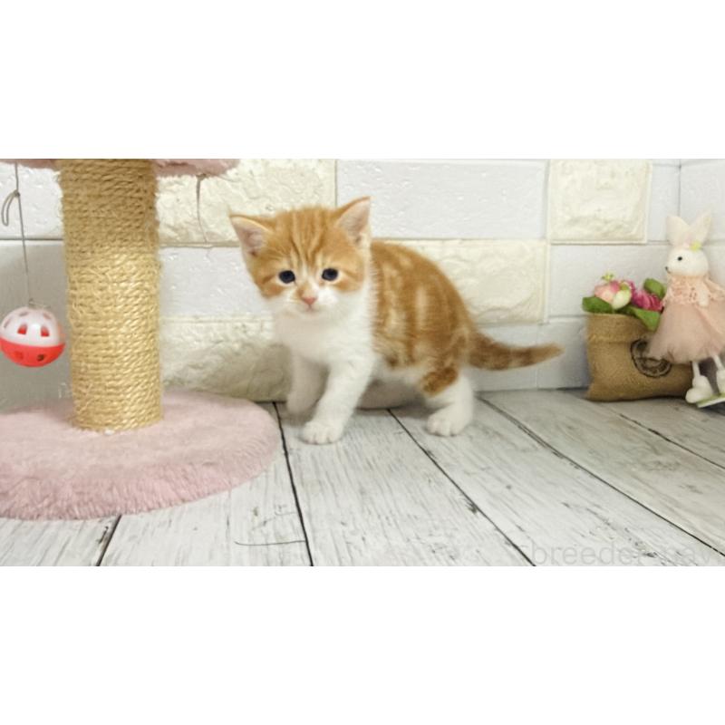 販売中の埼玉県のマンチカン-136508の9枚目