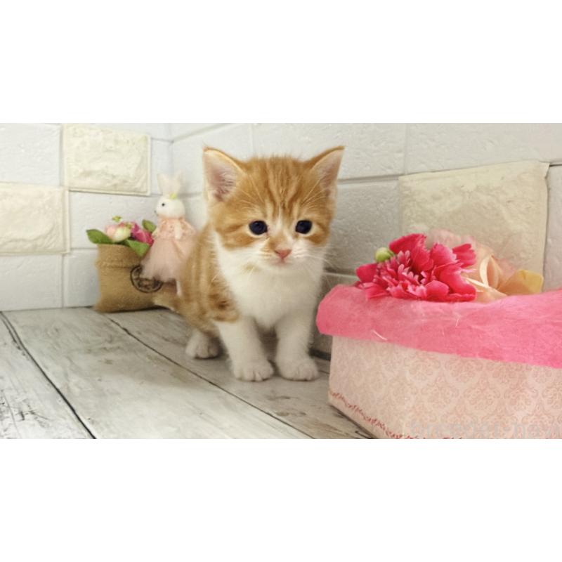 販売中の埼玉県のマンチカン-136508の8枚目