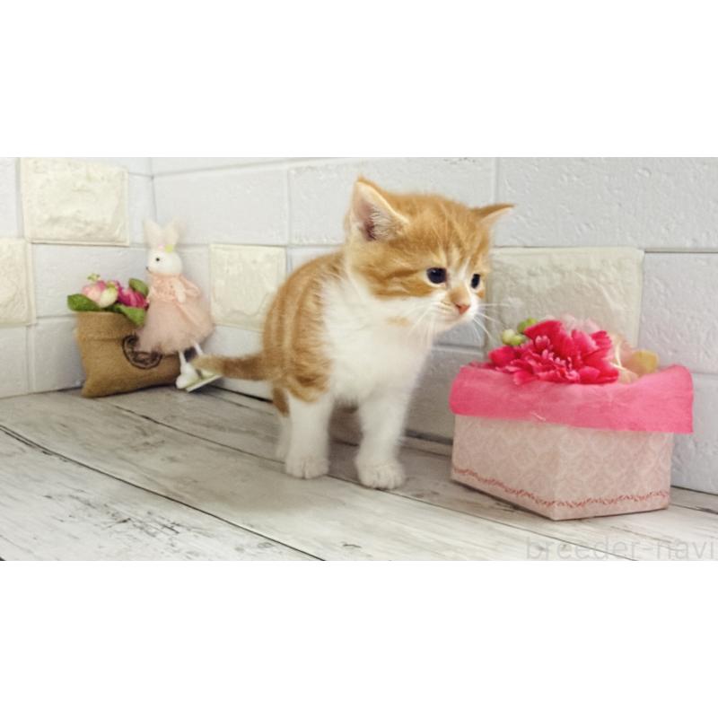 販売中の埼玉県のマンチカン-136508の7枚目