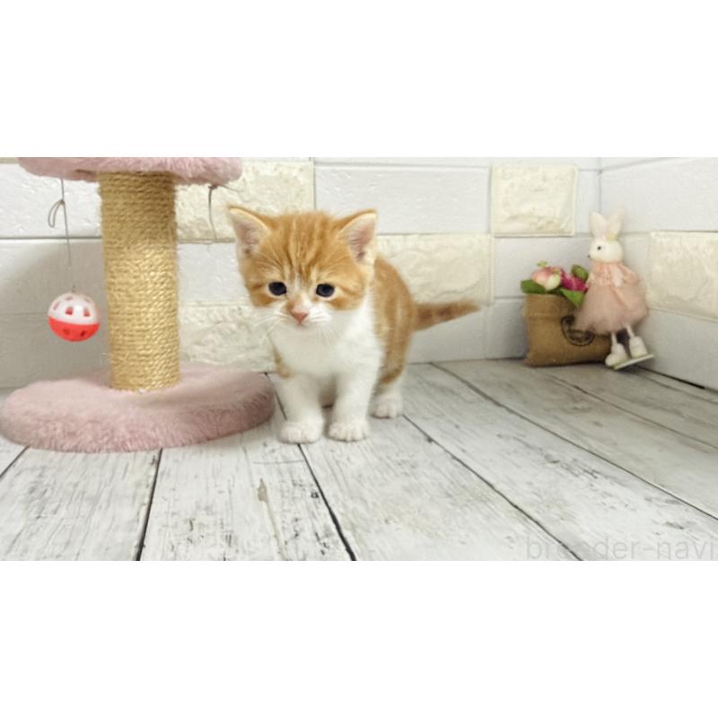 販売中の埼玉県のマンチカン-136508の6枚目