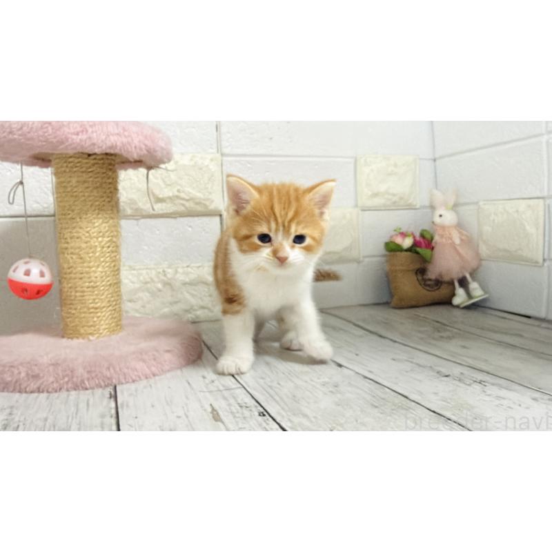 販売中の埼玉県のマンチカン-136508の4枚目