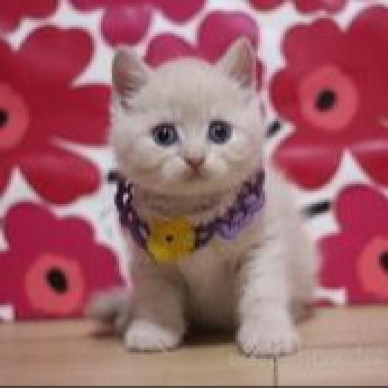 販売中の東京都のマンチカン-136507の2枚目