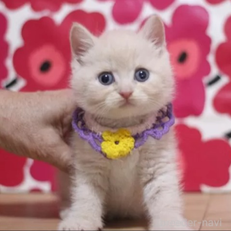 販売中の東京都のマンチカン-136507