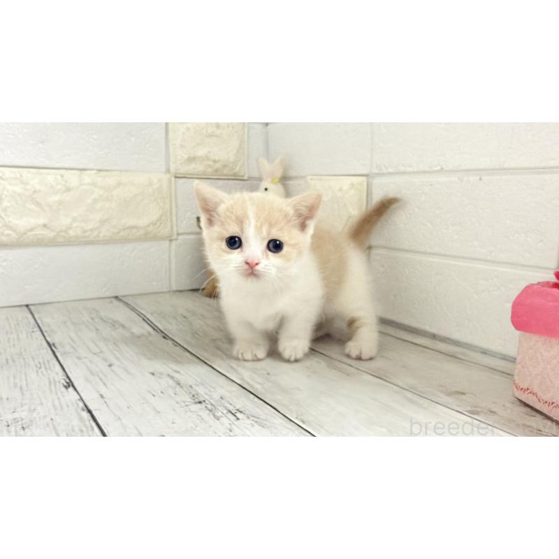 販売中の埼玉県のマンチカン-136509