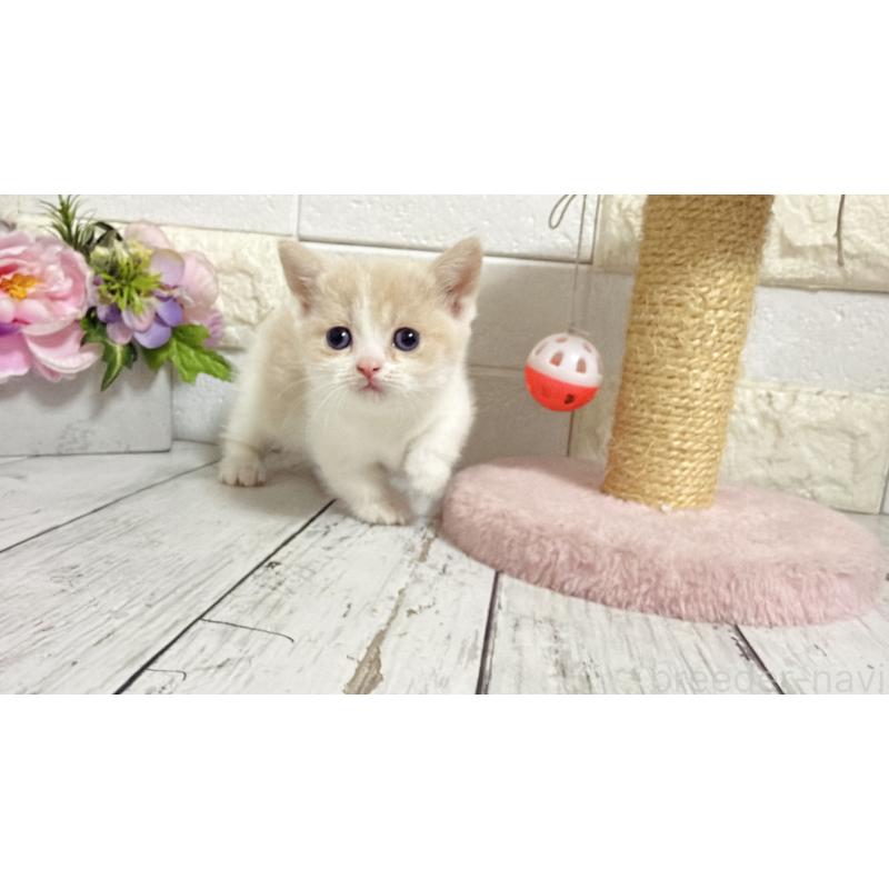 販売中の埼玉県のマンチカン-136509の14枚目