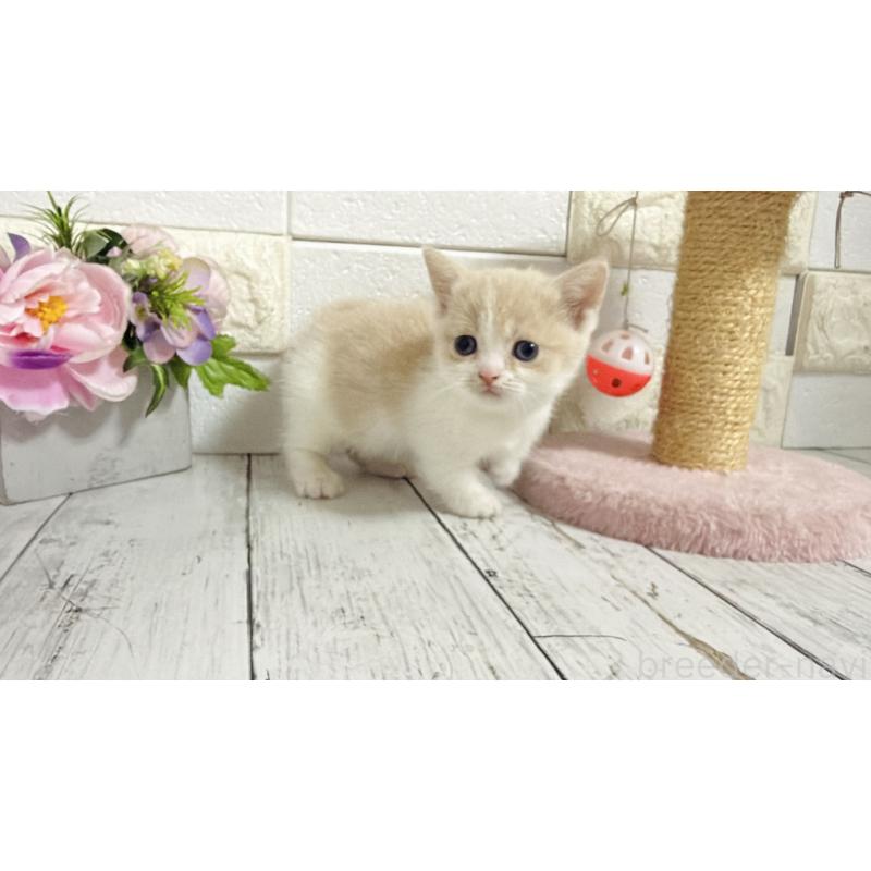 販売中の埼玉県のマンチカン-136509の12枚目