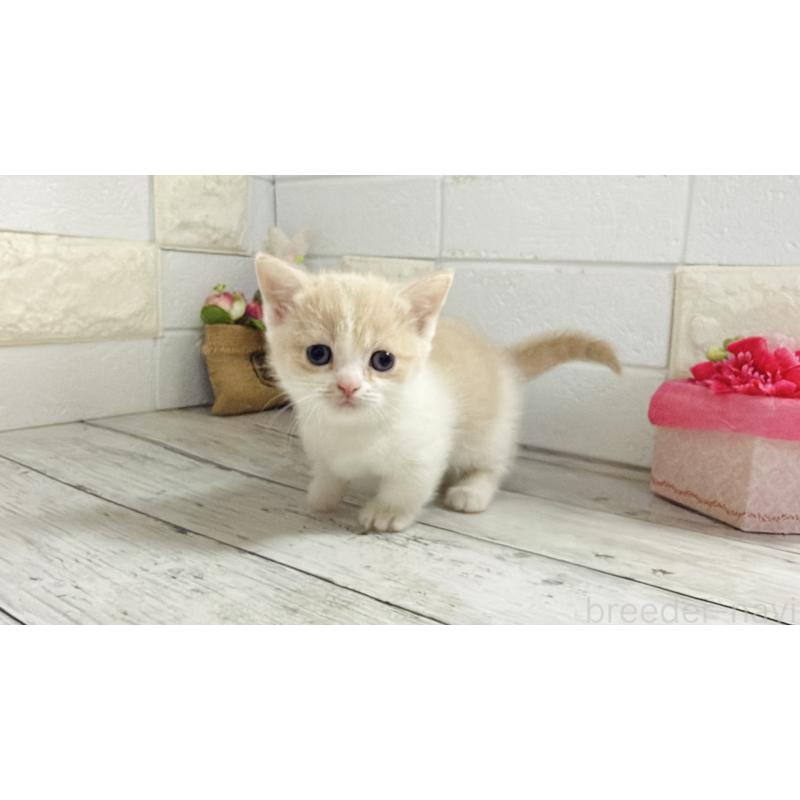 販売中の埼玉県のマンチカン-136509の11枚目