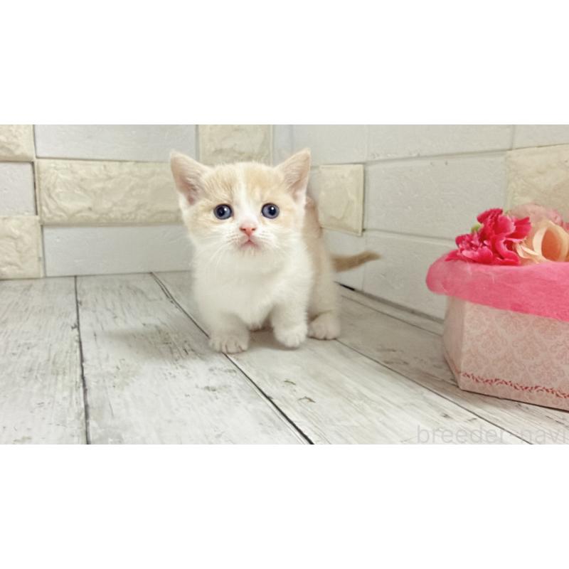 販売中の埼玉県のマンチカン-136509の9枚目