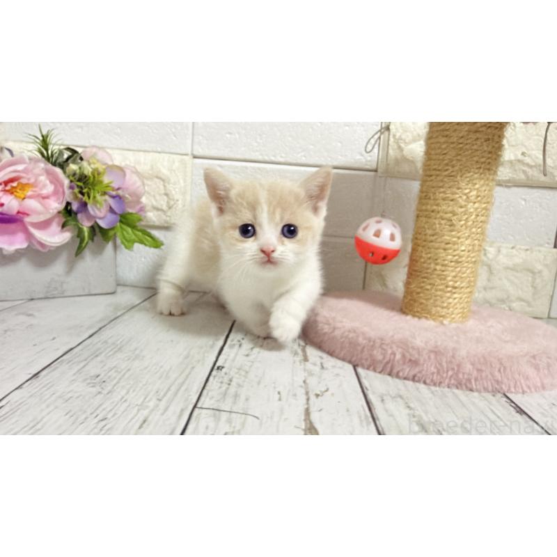 販売中の埼玉県のマンチカン-136509の8枚目