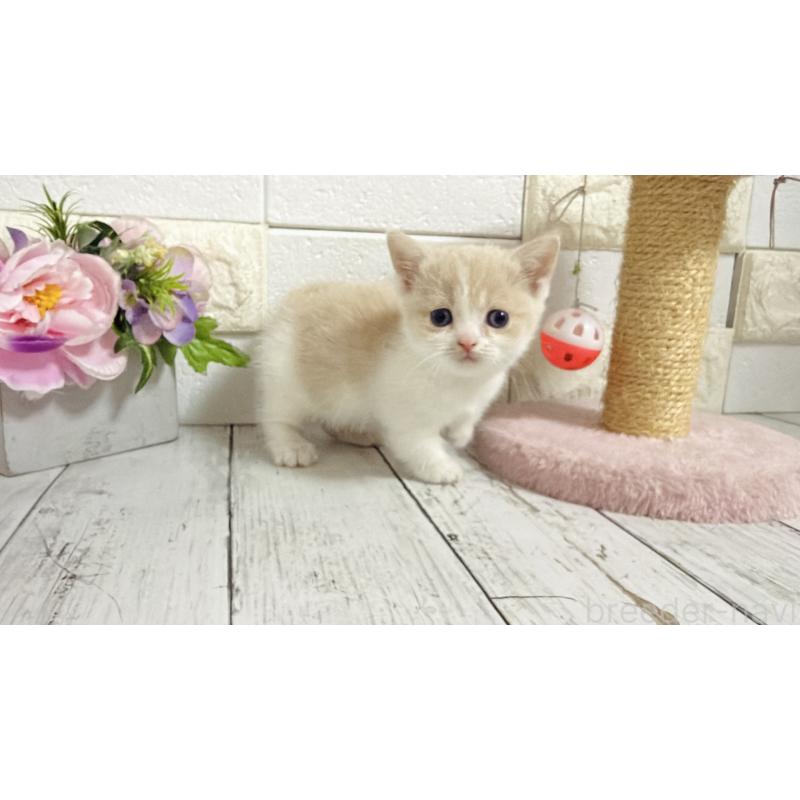 販売中の埼玉県のマンチカン-136509の7枚目