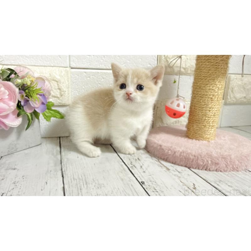 販売中の埼玉県のマンチカン-136509の6枚目